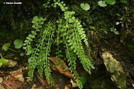 Image result for sleziník Asplenium