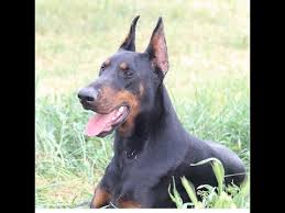 Kopek Kulak Diklestirme Aparati Uygulamasi Kopek Canecorso Canecorsotv Abone Olursaniz Sevinirim Youtube
