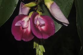 Image result for Clitoria