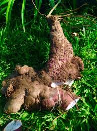 Image result for Dioscorea alata