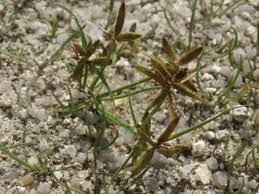 Image result for Pycreus flavescens