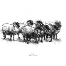 Sheep Flock Animal Sketches Sketch A Day Unique Drawings
