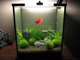 My Aquarium Scapes Betta Tank Betta Fish Tank Betta Aquarium