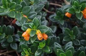 Goldfish plant 'black gold' nematanthus. Nematanthus Wikipedia
