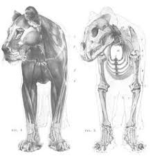 The ideal tool for artists who want to learn animal anatomy. 12 Lioness Ideas Lioness Big Cats Lions