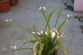 He, as an axew, has appeared alongside iris in the first episode of the best wishes series &quot;in the shadow of zekrom!&quot; How To Grow Walking Iris Neomarica Northiana One Garden