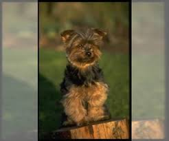 Lancaster puppies has them for sale now. Puppyfinder Com Yorkshire Terrier Puppies Puppies For Sale Near Me In Virginia Usa Page 1 Displays 10