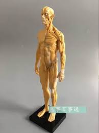 Find the perfect male anatomy for artists stock illustrations from getty images. 30cm Resin Cg Painting Sculpture Male Model Musculoskeletal Anatomy Human Body Structure Art Model Free Shopping Aliexpress