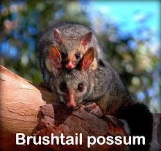 Australian possum versus opossumthe possum (scientific call: Wires Do You Know The Difference Between A Ringtail And Facebook