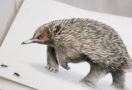Short Beaked Echidna Australian Wildlife Art Greeting Card Etsy Echidna Australian Wildlife Unique Animals