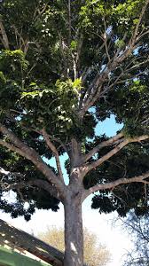 Image result for Deinbollia nyasica