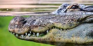 Maybe you would like to learn more about one of these? Arti Mimpi Membunuh Buaya Islam Primbon Dan Psikolog Siopung