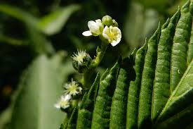 Image result for Caperonia fistulosa