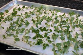 How To Quick Dry Herbs In An Oven