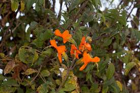 Image result for Tecomaria nyassae