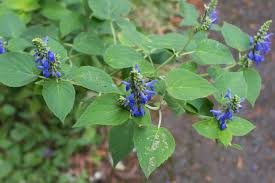 Image result for Polystachya lawrenceana