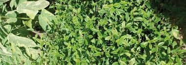 Maybe you would like to learn more about one of these? Tout Ce Qu Il Faut Savoir Pour Planter Du Thym En Pot