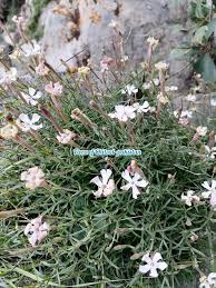 Image result for Gisekiaceae