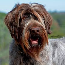 Maybe you would like to learn more about one of these? Https I Pinimg Com 736x 03 56 8d 03568d09f34b82a71b683d31eda0663c Travel Products Wirehaired In 2020 Raining Cats And Dogs Hunting Dogs Wirehaired Pointing Griffon