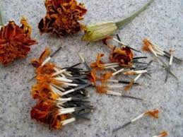 The first colonists in america dried marigold petals, crushed them, and used the powder to color some people think that deer and rabbits are repelled by marigolds, but this is not true. Method Of Preserving Marigold Seeds Marigolds In Garden Growing Marigolds Planting Marigolds