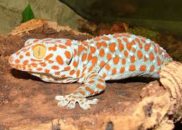 Tokay Geckos For Sale Lizard Reptiles And Amphibians Cute Animals