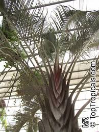 Image result for Dypsis