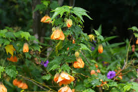 Image result for Abutilon sonneratianum