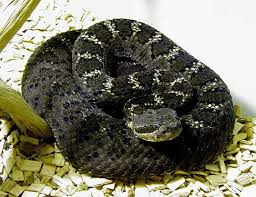 We did not find results for: Red Diamond Rattlesnake Life Expectancy