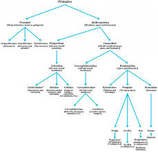 timeline for human migration gets a rewrite human evolution