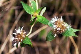 Image result for Gnidia stenophylla