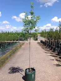 Image result for Fraxinus velutina
