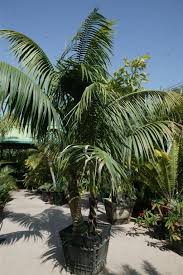 Water a kentia palm well and then allow the top 25% of soil to dry out before watering again. Kentia Palm Howea Forsteriana Kentia Palm California Palm Trees Plants