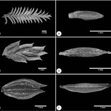Image result for Cyperus ajax