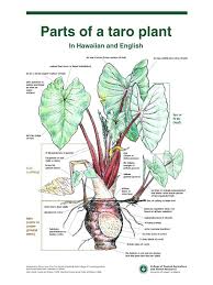 Where To Buy Kalo Taro In Hi Taro Plant Elephant Ear Plant Taro