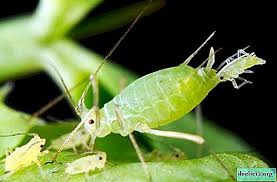 Penulisan nama pengarang dimulai dari nama belakang/nama keluarga, kemudian diikuti tanda koma dan nama depan. Bugs Pada Orkid Putih Hitam Nipis Berbulu Kecil Dan Lain Lain Perosak Dan Juga Apa Yang Perlu Dilakukan Jika Mereka Digulung Dan Bagaimana Untuk Menyingkirkan Mereka Di Rumah Tumbuhan Rumah
