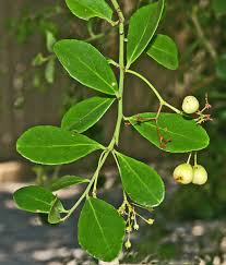 Image result for Gymnosporia arenicola