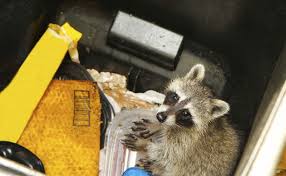 We did not find results for: Where Do Raccoons Live