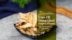 Although it is a good herbal remedy for the problems associated with females reproductive organs. Top 10 Benefits Of Dong Quai Angelica Sinensis Tcmblog
