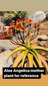 Image result for Aloe aculeata × globuligemma