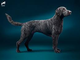 Image result for curly coated retrívr