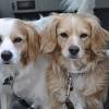 Jun 12, 2019 · golden retriever rescue alliance (fort worth) gold ribbon rescue (austin) golden beginnings golden retriever rescue (houston) learn more about rescuing golden retrievers in texas here. Https Encrypted Tbn0 Gstatic Com Images Q Tbn And9gctow8gihkm84e5okrbsv3scbcklvypx1vdtbbk0gm6ld4hrrvue Usqp Cau