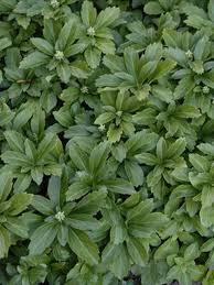 Image result for Pachycarpus firmus