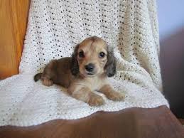 Elegant and athletic, the english setter is a dog whose appearance is very much inline with his gun dog heritage. English Setter Puppies For Sale In Highlands North Carolina Classified Americanlisted Com