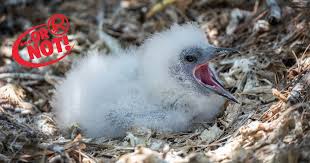 It is too young to fly and unable to come out of the nest. Will Touching A Baby Bird Make The Mother Abandon It