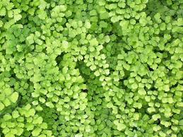 Image result for Adiantum capillus-veneris