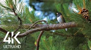 Bird Songs 8 Hours Of Birds Singing In The Forest Nature Relaxation Video In 4k Ultra Hd Youtube In 2020 Relaxing Gif Nature Sounds Song Bird