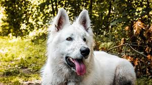 Find images of swiss white shepherd. White Swiss Shepherd My Next Dog Youtube