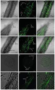 Verticillium wilt is a wilt disease affecting over 350 species of eudicot plants. Frontiers Verticillium Dahliae Arabidopsis Interaction Causes Changes In Gene Expression Profiles And Jasmonate Levels On Different Time Scales Microbiology