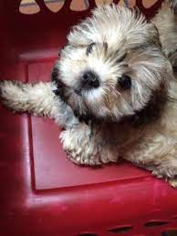 Teacup puppies for sale, teacup, tiny toy and miniature puppies for adoption and rescue from all 50 states. Teddy Bear Puppies For Sale For Sale In Jacksonville Florida Classified Americanlisted Com