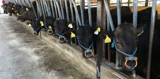 Hamburguesa de carne de wagyu. Verdades Y Mentiras Del Buey De Kobe La Carne Mas Cara Del Mundo Animal Gourmet